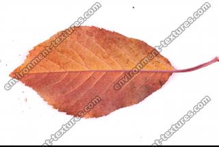 Photo Texture of Leaf 0069